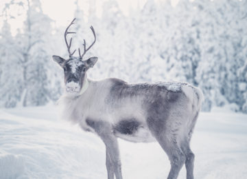 Rentier Octola Private Wilderness Lodge Finnland Polarkreis