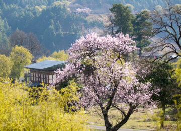 Springtime_Bumthang_[9258-ORIGINAL]