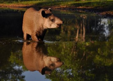 Tapir