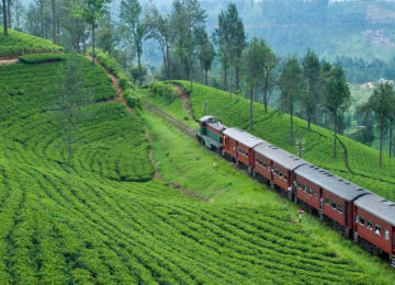 Teeplantage Nuwara Eliya © Ceylon Tea trails 2