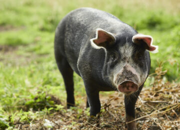 The PIG at Combe England (32)