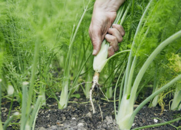 The PIG at Combe England (40)