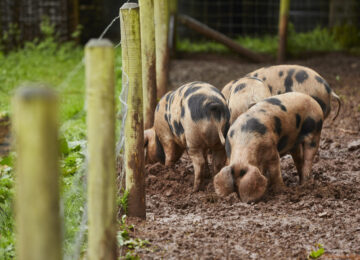 The Pig, Pig Near Bath,, Bath, Somerset, gardens hotel, bar, rooms, restaurant