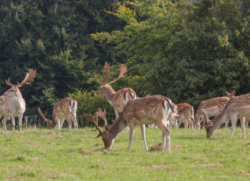 The Pig near Bath England (8)
