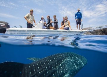 The Whale Sharks of Cenderawasih Bay©TRUE NORTH
