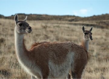 Torres del Paine Lodge Explora (14)