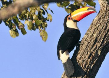 Tucan,,Pantanal ,Brasilien,Luxusreise