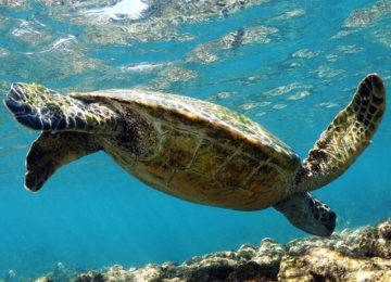Schildkröte ©Vatuvara Private Islands Resort