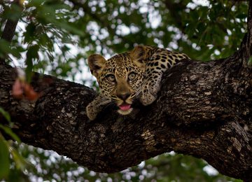 Ulusaba_Leopard©Virginlimitededition