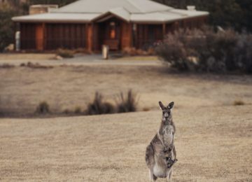 Uluru Australien Känguru