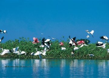 Vogelwelt, Pantanal ,Brasilien,Luxusreise