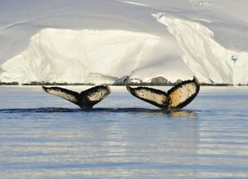 Vladimir Seliverstov_1011_ANT5011.JPG