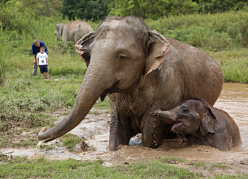 Walking with Giants © Anantara Golden Triangle Elephant Camp Resort