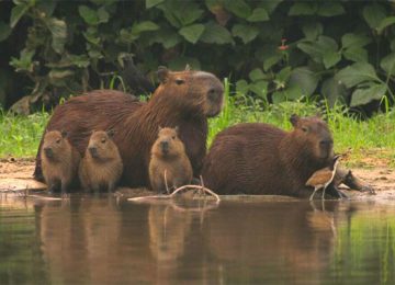 Wasserschwein,Pantanal ,Brasilien,Luxusreise