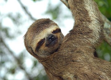 Wildlife Adventure – Amazon -3 Toe Sloth