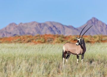 Wolwedans-Wildlife-Oryx-Where-the-oryx-is-master