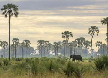 Elephant ©Xigera Safari Lodge