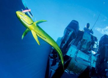 alphonse-experiences-game-fishing-clear-water