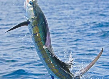 alphonse-experiences-game-fishing-sailfish