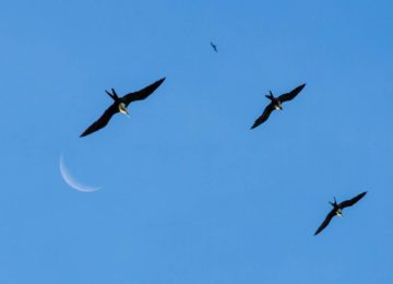 alphonse-island-birds-frigatebird