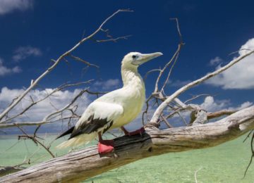 alphonse-island-birds-sea-bird