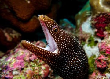 alphonse-island-marine-life-Eel