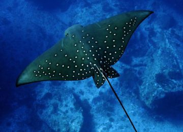 alphonse-island-marine-life-Sting Ray