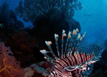alphonse-island-marinelife-lionfish