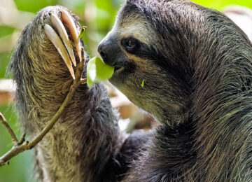 animals-in-the-Amazon-rainforest3