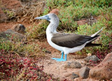 blue-footed-booby©MT