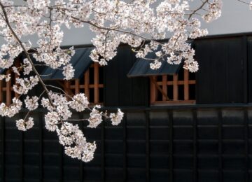 cherry-blossoms-301253_1280