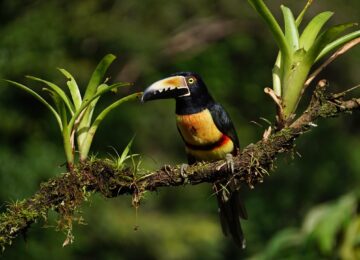 collard-araceri-1021051_1280