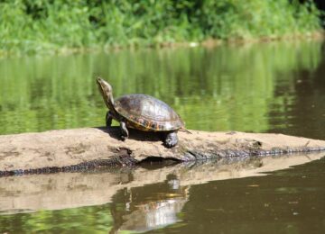 costa-rica-1041852_1280