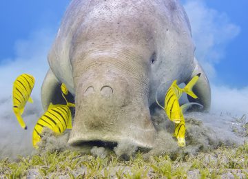 Aqua Blu-Von Bali nach komodo-Expedition kreuzfahrt Spezialist