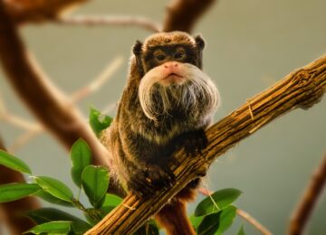 emperor-mustache-amarain-7489287_1280