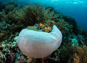Select Luxury Travel Aqua Blu Indonesien Raja Ampat False Clownfish in Raja Ampat
