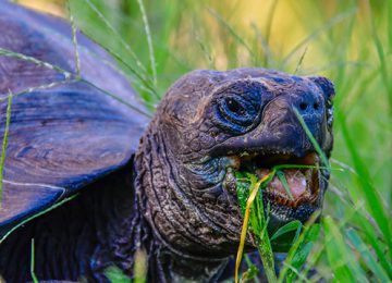 galapagos-giant-tortoise-eating-1