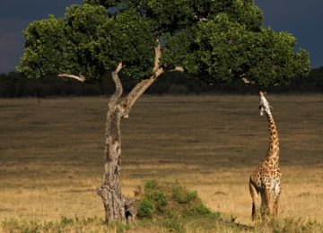 Giraffe ©andBeyond Mnemba Island Lodge