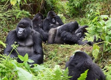 gorilla-trekking-Rwanda