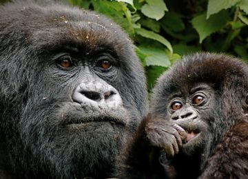 Gorillas ©andBeyond Mnemba Island Lodge