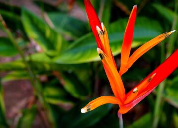 heliconia-psittacorum-564724_1280
