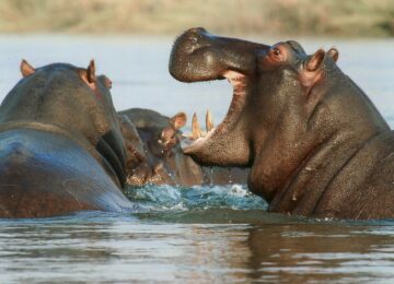 Afrika – Namibia, Botswana