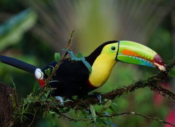 keel-billed-toucan-1021048_1280
