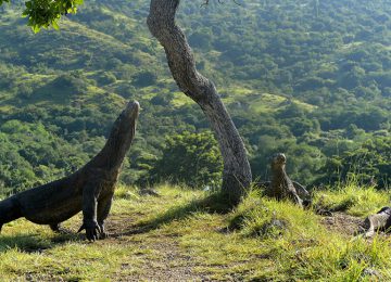 The Komodo dragons
