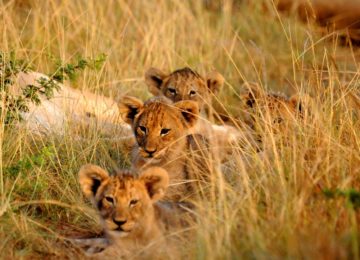 Lion cubs in grass