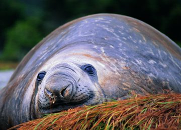Tierbeobachtungen auf der Australis Kreuzfahrt zum Kap Hoorn, Chile Luxury, Select Luxury Travel Chile Patagonien