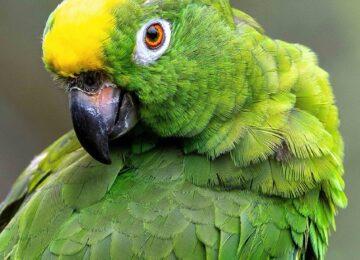 parrot-9295172_1280