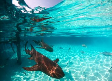 pexels-cam-green-688330-4166312