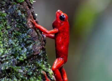 poison-dart-frog-9341079_1280