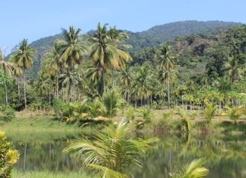 rain-forest-273780_1280